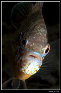 this pumikinseed sunfish was preparing his nest and fough... by Daniel Strub 